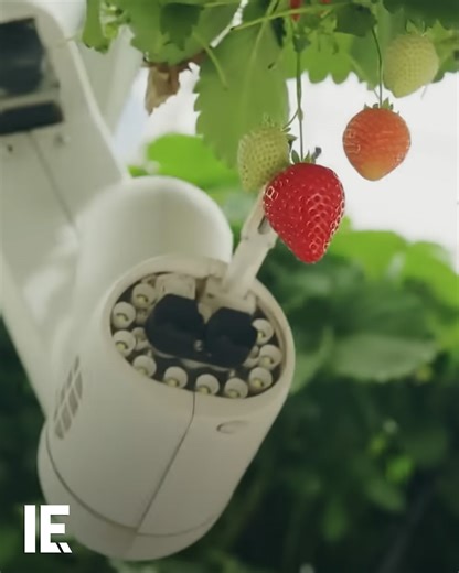 75K views · 626 reactions | Dyson has just unveiled its giant rotating strawberry farm. Operating within a glasshouse, they claim this tech is an eco friendly, highly controllable way of growing a large amount of strawberries throughout the year, even in colder climates. | Interesting Engineering | Facebook
