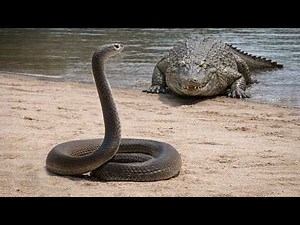 This crocodile attacks a black mamba… and immediately regrets it!!