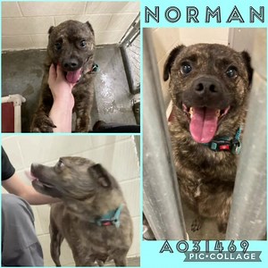 👋 “Hi! My name is Norman, and I’m a 4 year old Pug mix patiently waiting at FBCAS for my furever home to be found. I’m most often described as a chunky boy…and it’s evident by my middle that I rarely miss a meal! But it kind of hurts my feelings that that’s all people ever say about me. I’ve also got a gorgeous smile, loving eyes, and a sunny personality. How come no one ever talks about any of that?! Anywho, I’ve got lots of energy for activities and playtime and am easily entertained. I mostl
