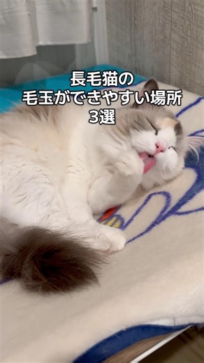 長毛猫の毛玉ができやすい場所🥹#shorts #猫 #cat #ラグドール