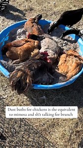 1.8K views · 19 reactions | This is what imagne the drama is like at the local bath house 若 #dustbath #chickens #chickensoftiktok #wyndotte #rooster #homestead #meangirls | chic chicken | Facebook