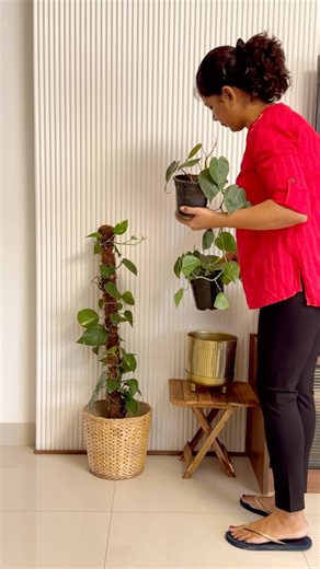 417K views · 587 reactions | Indoor plants 華 can enhance the beauty...