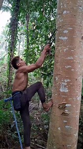 10K views · 35 reactions | Why do they climb such tall trees? | Roxie Smith | Facebook