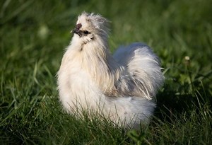 Silkie Rooster | Facts and Care Guide - Farm and Chill