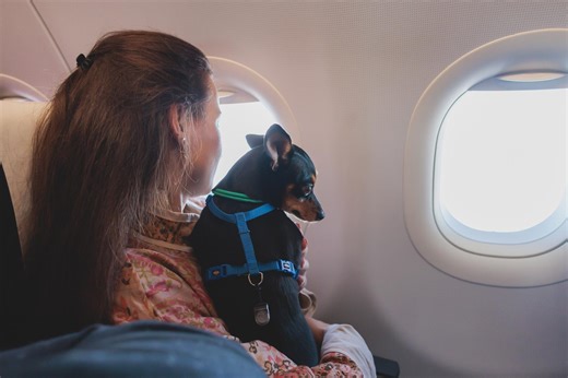 CDC Issues New Rules for Dog Travel in Fight Against Rabies