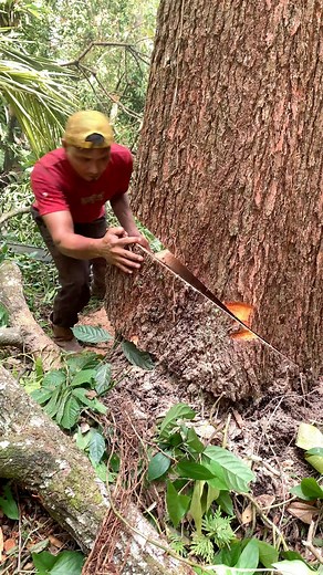 256K views · 3.8K reactions | Kayu medang sangit yang jombo | Reki Fernando | Facebook