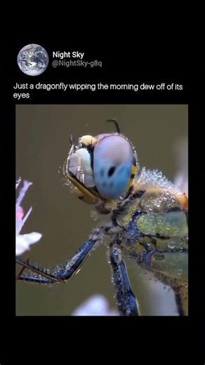 Just a dragonfly wipping the morning dew off of its eyes