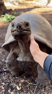 104K views · 5.6K reactions | All About Turtles on Reels | Facebook