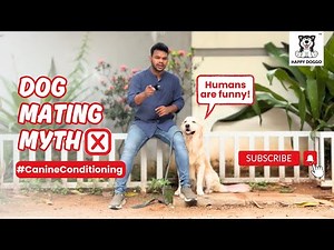 Why Your Male Dog 🐶 Humping & Frustration! What It Really Means, Stop Misunderstanding Him.