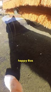 11K views · 824 reactions | Big adventure alert!  Fake birds?! ✈️ Mysterious sounds from mister mouse  Very scary basement  And a very sus superhero dog 類 Here we MEOW!! ♥️ | Ros Adventure Cat | Facebook