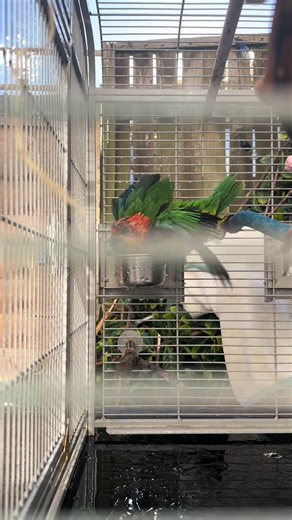 shrek_Dumplin on TikTok