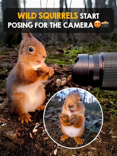 Adorable Squirrels Pose for the Camera