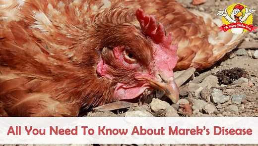 All You Need To Know About Marek’s Disease - The Happy Chicken Coop