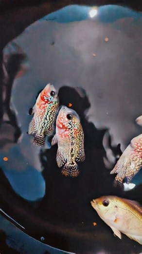 |HB F2 GB KAMFA 💢||LIMITED STOCK ONLY AVAILABLE ⁉️|#trichyflowerhorns #viral #trendingreels#shorts