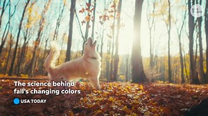 3.9K views | Sweater weather, pumpkin spice everything and colorful leaves falling from the trees are all signs that autumn has arrived.  But why do the leaves change color? | USA TODAY Video | Facebook