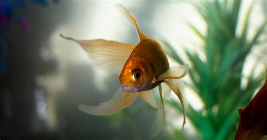 Est-ce qu’un poisson rouge peut mourir de solitude ?