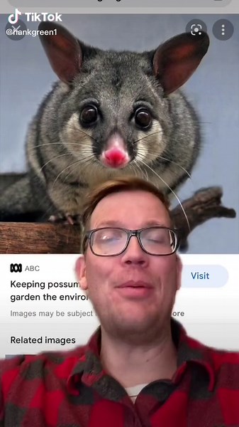 Effective Ways to Deter Possums from Eating Your Garden | Hank Knox & LC King