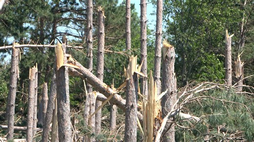 'Project Canopy' Fund Launched for Replanting Lost Trees in Bemidji