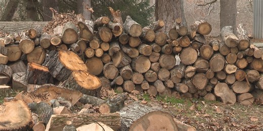 TrueCare Tree Services offering free firewood to seniors
