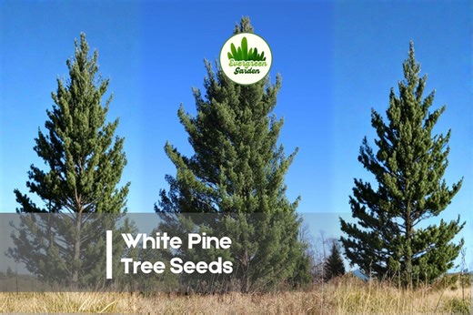 50 White Pine Tree Seeds - Etsy