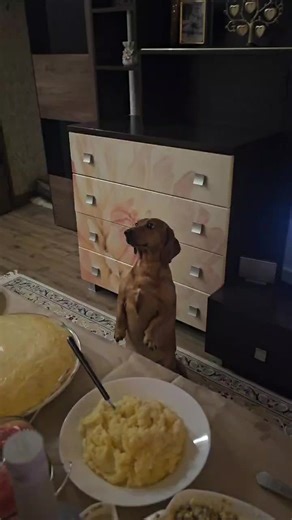 #новыйгод #собакапатриот #собака #патриот #такса #домашниеживотные #дом #уют #праздник #салатики #happynewyear #тренды #трендытиктока #лайки #рек #рекомендации