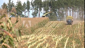Harvester cutting corn, crop processing and loading harvest of forage crop into truck on farm. Harvesting of juicy corn silage by a combine harvester in the field. Stock Video