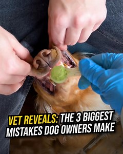 62K views · 70 reactions | Most dog owners miss these dental warning signs... Learn how to spot the signs your dog needs dental support and the effortless Green Dental Powder that can help. Just mix it into your dog's daily meal for cleaner teeth and fresher breath. It's as easy as that! | PetLab Co. | Facebook