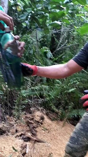 Using YOKOHAMA UM-1000 Chainsaw in a Forest