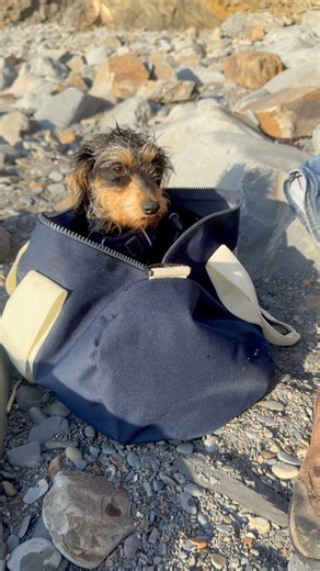 29K views · 1.2K reactions | Taking our animals into new environments is not only important, it’s incredibly rewarding. Watching how they explore and respond to the world around them builds their confidence and deepens their trust in us. Training and environment go hand in hand — and the joy you can see on their faces is the greatest reward of all! 殺 | Emma Massingale | Facebook