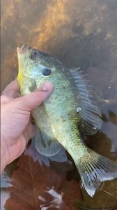10 ￼ inch redear sunfish!!!!