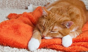 How to Euthanize a Cat With Over the Counter Drugs?