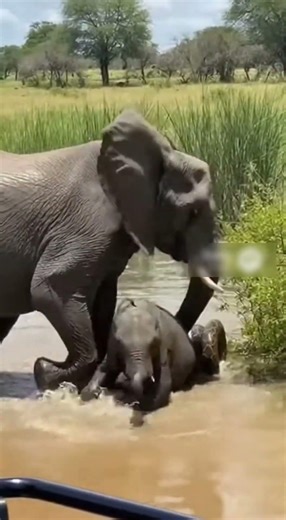 Mother Elephant Rescues Her Calf from a Giant Python 🐘🐍 #Elephant #Python #Wildlife