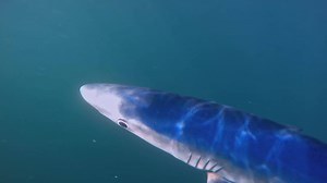 7.9K views · 213 reactions | Cornwall Wildlife Trust present ‘Wild Cornwall – Out on the Edge’ "Through the winter months, these blue sharks have wandered as far south as the coast of Brazil but summer sees their return to Cornish waters. These lithe and beautiful sharks are a bluer blue than the ocean they swim in." - Ian McCarthy www.cornwallwildlifetrust.org.uk/wildcornwallfilm | I love Cornwall | Facebook