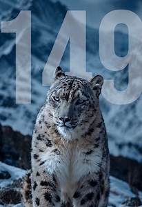 DÍA 149 DE 365 🗓️ El leopardo de las nieves vive en algunas de las montañas más altas de Asia, a altitudes de entre 3,000 y 5,500 metros, donde las temperaturas pueden descender muy por debajo de los −30 °C. Puede medir entre 90 y 130 centímetros de cuerpo y entre 80 y 100 centímetros de cola, y pesar entre 25 y 55 kilogramos. Su cola gruesa le ayuda a mantener el equilibrio en terrenos rocosos y también la usa para cubrirse la cara mientras descansa. Su pelaje gris con manchas oscuras le propo