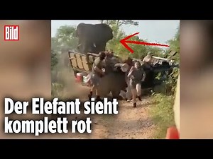Wütender Elefanten-Bulle attackiert Jeep mit mehreren Menschen drauf
