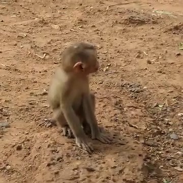 Charming Baby Monkey Interacts with Cameraman