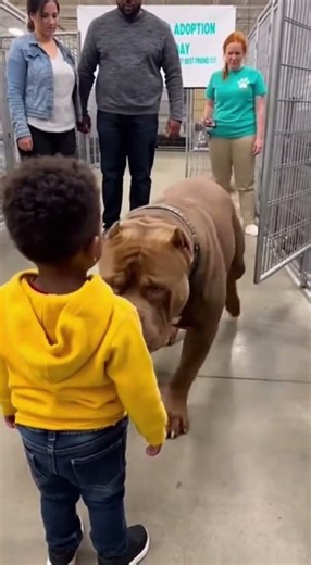 Everyone Was Afraid… But He Said “I’m Not Scared” 😭🐶 #shorts #adoptstrays #pitbull #americanbully