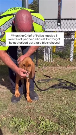 Officer Penny on Instagram: "I hope he doesn’t regret that he authorized getting a bloodhound!🤣💅 (I tracked his scent from the keys that he dropped on the ground) **We’ll be reposting some of our favorite previous posts because Penny started her official police k9 tracking academy today. We’ll be mixing it up with puppy videos and current videos until she graduates the academy! #k9 #policek9 #bloodhoundsofinstagram #puppiesofig"