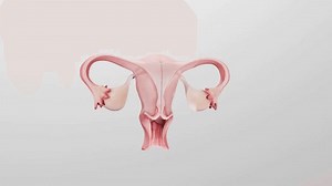 「女性の生殖器系の詳細な3Dモデル。子宮、卵巣、卵管、子宮頸部、腟が写っている。医学教育、婦人科イラスト、リプロダクティブ・ヘルス・トレーニング、」の動画素材（ロイヤリティフリー）3889633071 | Shutterstock