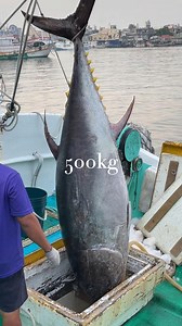 Watch This Giant Bluefin Tuna Come Ashore! 😲⚓" #fishing #tutorial #SeafoodJourney | 94愛七桃