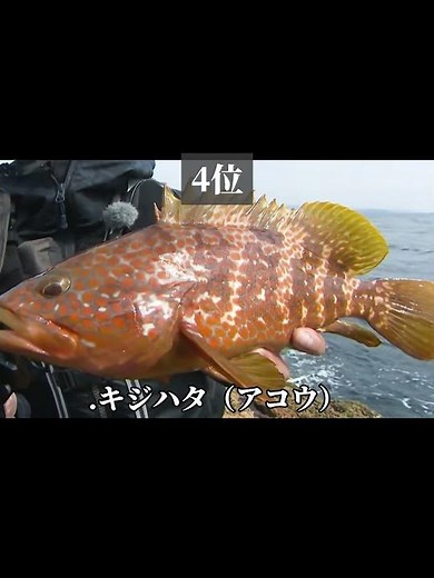 【釣り人が選んだ】釣って美味しい魚ランキングTOP10！ #チャンネル登録 #shats #高評価 #魚 #ランキング #釣り #美味しい
