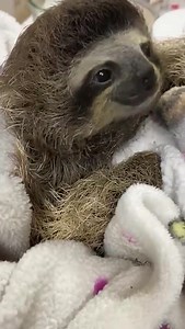 🥱When you have something on the roof of your mouth and then interrupted with a huge yawn! | I Love Sloths