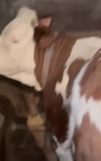Why do they do this to cows?Cows are ruminants. In their first stomach (the rumen) there are bacteria that ferment the grass and food they eat. As a byproduct of this fermentation, a lot of methane gas (CH₄) is produced.Normally, cows release this gas by burping (most of the methane from cows comes out through their mouth, not as farts). But sometimes too much gas builds up and the cow suffers from bloat or ruminal tympany. The cow swells up like a balloon, has trouble breathing, can suffer hear