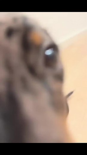 Kisses 🧸 #teckel #dachshund #puppy #dogsoftiktok #kiss