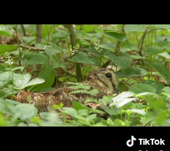 Eurasian Woodcock: A Guide to Hunting Techniques