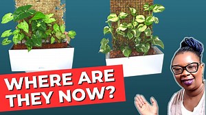 Moss Wall PROGRESS Report Pothos N'joy and Syngoniums