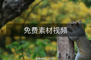 Squirrel视频