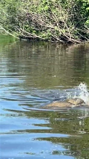 And that’s how baby carps are made #nature #wildlife #canoe #wi