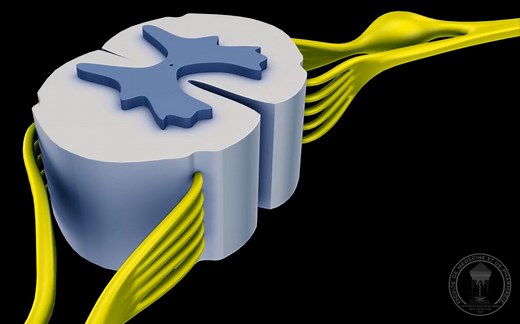 【3D演示】神经解剖学第五集：脊髓（原版 字幕版）