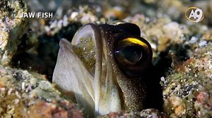 Jaw Fish Male jaw fish carry the approximately 400 eggs they fertilize in their jaws for an average of 10 days until they mature and turn into young fish. This also ventilates the eggs and keeps them clean. During this time, the jaw fish does not eat anything and it slows down all its other activities in order to look after the eggs. Although it has teeth in its mouth, it never harms the eggs or swallows them. Masha’Allah | Harun Yahya هارون يحيى